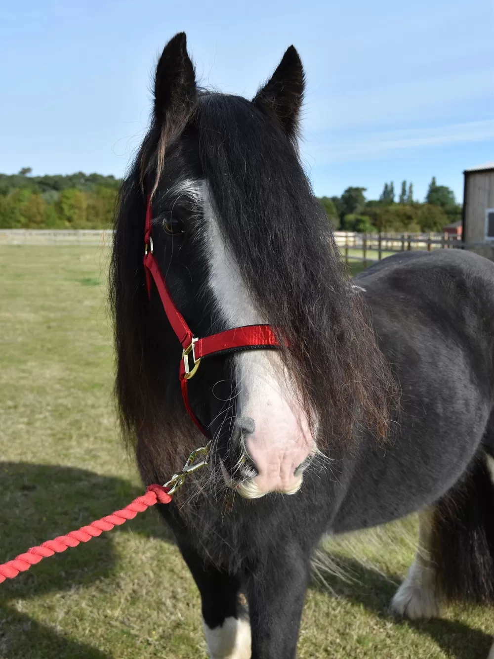 A black pony looking at the camera