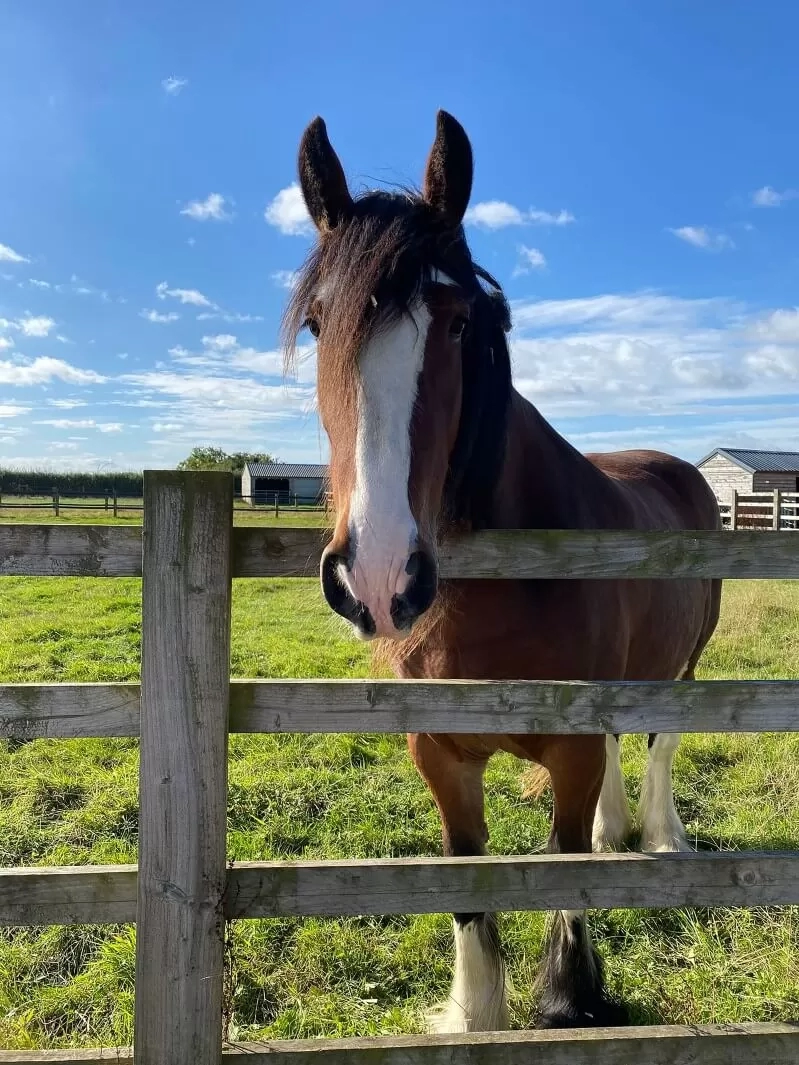 Lady the Shire Horse