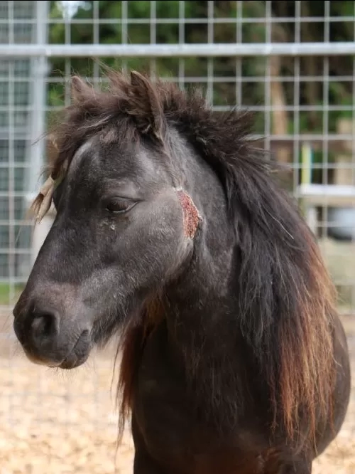 Alfie recovering from his injury at Redwings.