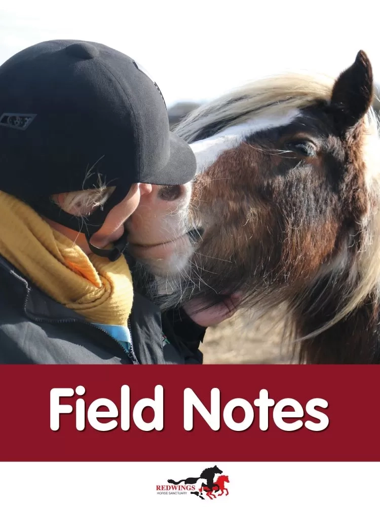 A horse owner cuddles their pony