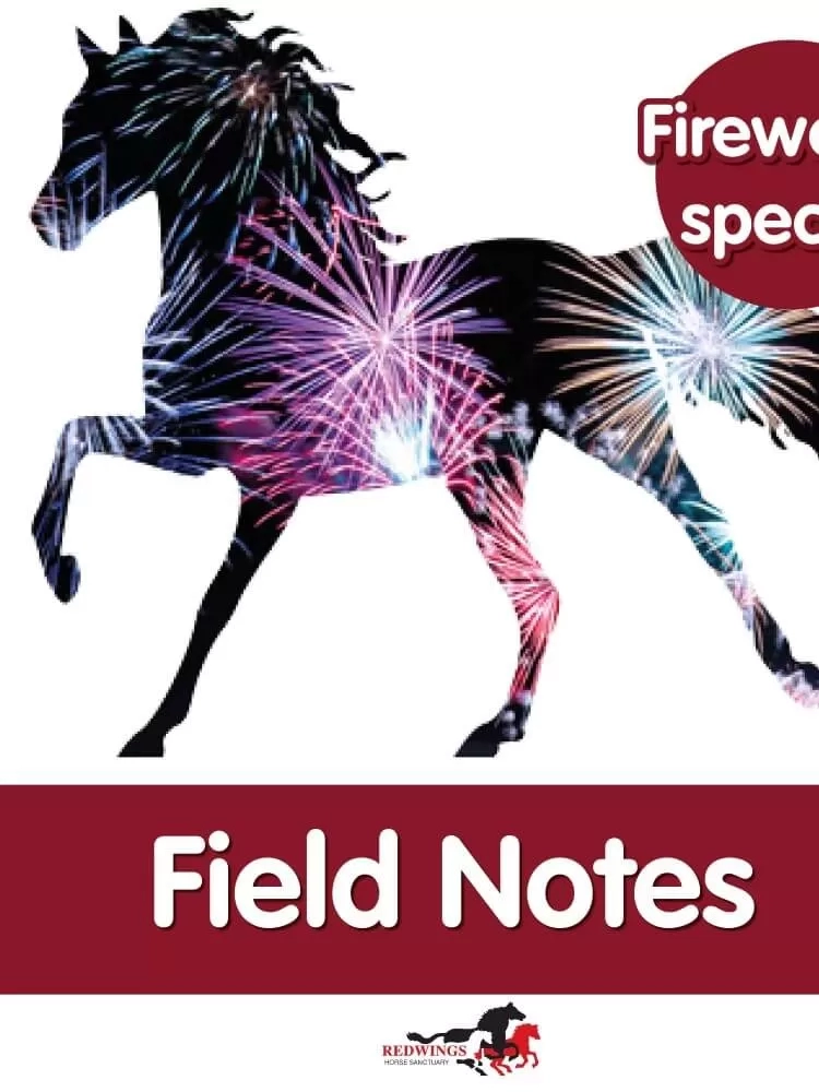 Field Notes - Fireworks special