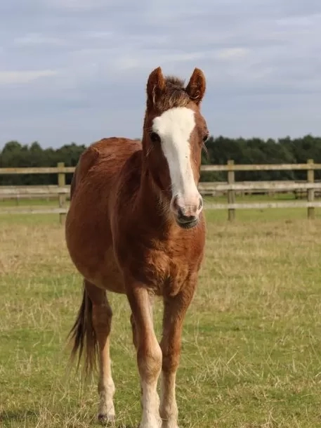 Images show a pony, donkey and stables that feature in the latest episode of Sounds of the Sanctuary.