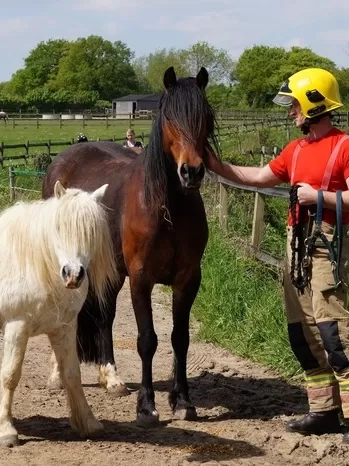 A fire fighter stands with two Redwings ponies