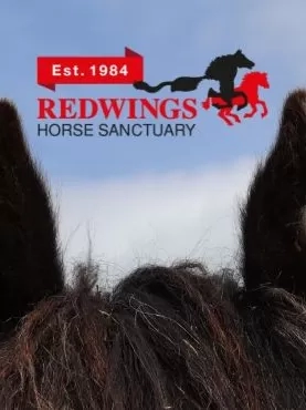 A picture of a pony's ears with the Redwings 40th anniversary logo