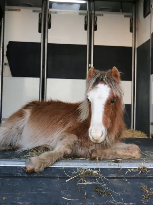 Mason when he arrived at Redwings pictured in the back of the horse ambulance.