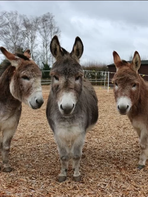 Miniature donkeys Dudley, Wedgewood and Jack stand together, looking at the camera, in their woodchip paddock.