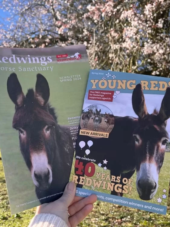 The Redwings Spring 2024 newsletter and latest copy of Young Reds are photographed with a tree in blossom in the background.