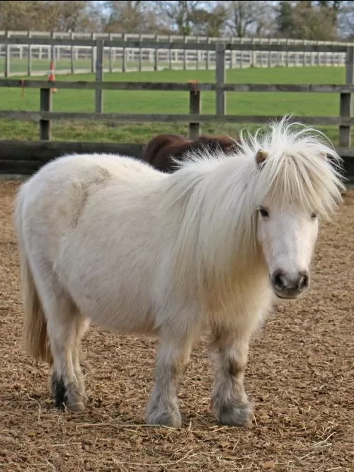 Adoption Star pony Tinkerbell stands in her woodchip paddock looking at the camera.