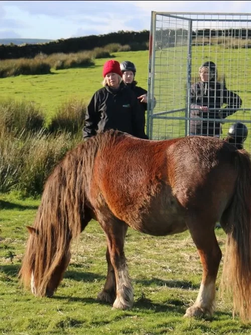 Redwings rescue team standing next to pen sections assess ponies on Gelligaer common.