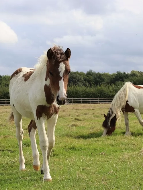 A brown and white foal called Bee approaches the camera in his grass paddock. Another brown and white pony Bumble is grazing near him.