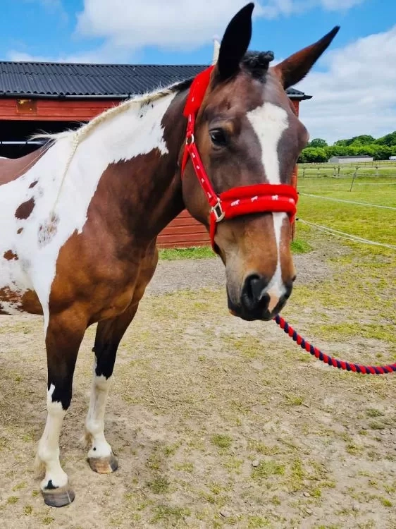 Brown and white horse Victoria stands in her grass paddock with her mane in a braid and wearing a red headcollar.