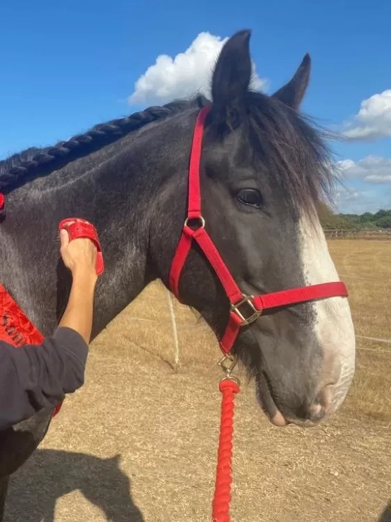 Black Shire cross horse Fox receives a groom from one of his carers. He is standing in his field with his mane plaited, wearing a red headcollar and red sash.