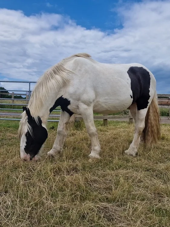 Harley grazing at Redwings Aylsham