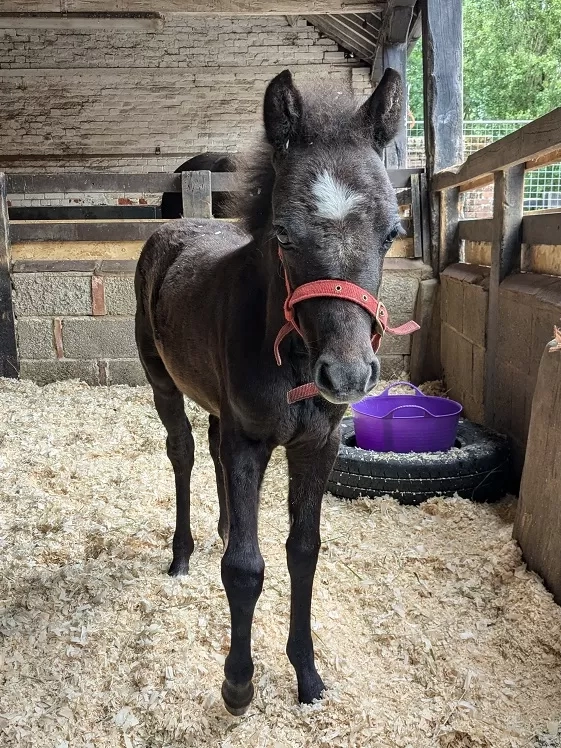 Ruby the foal at Redwings