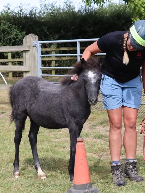 Ruby's Recovery - Part Five | Redwings Horse Sanctuary