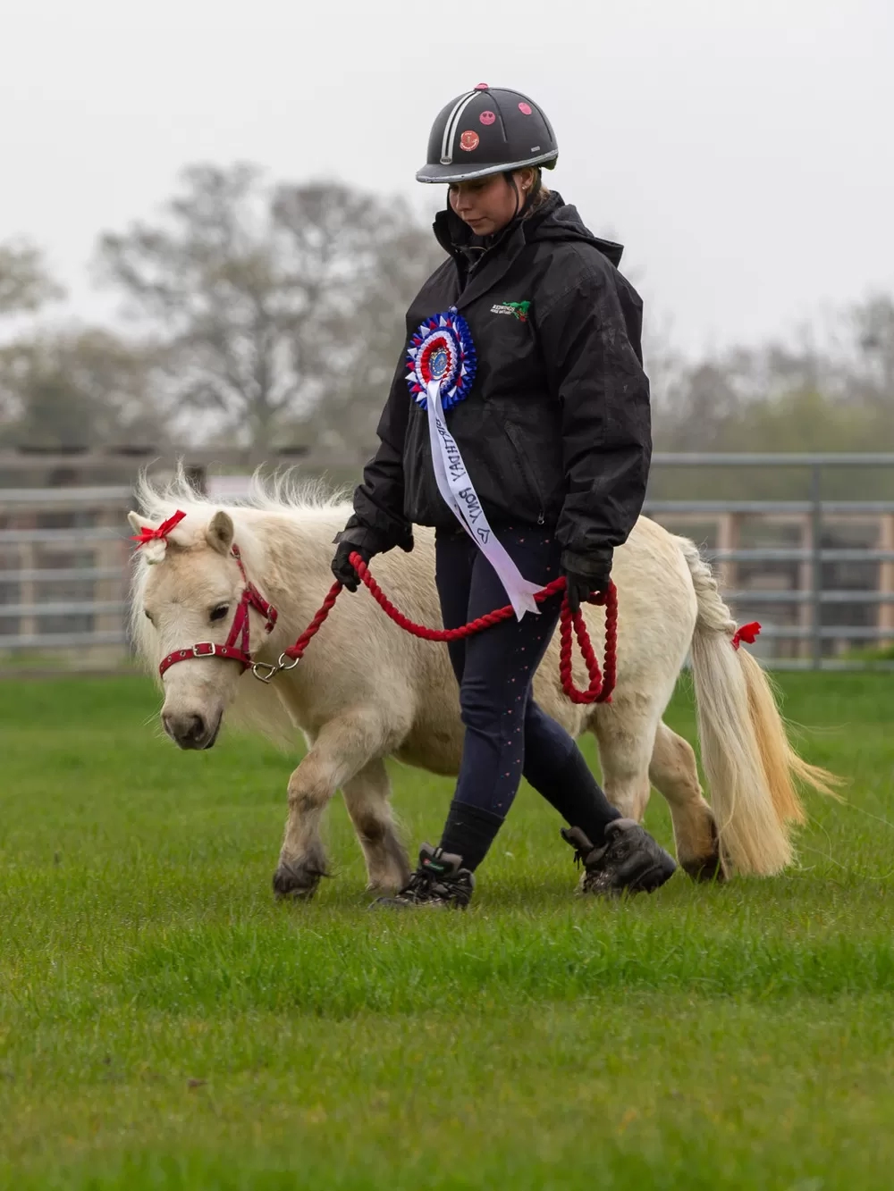 A small Shetland pony is being led for her birthday parade. She is wearing bows in her mane. Her handler is wearing a large birthday rosette