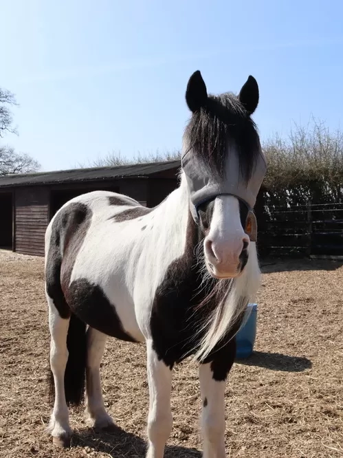 Smokey at Redwings now