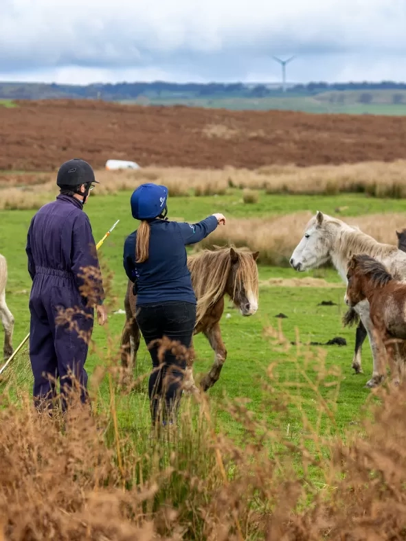 Photo shows two welfare officers looking at ponies on a common.