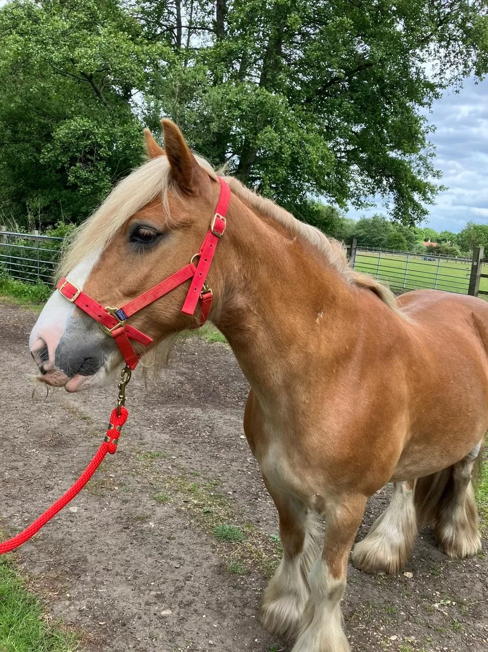 Chestnut Pony