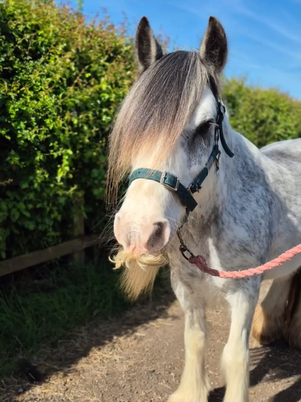 Cob pony