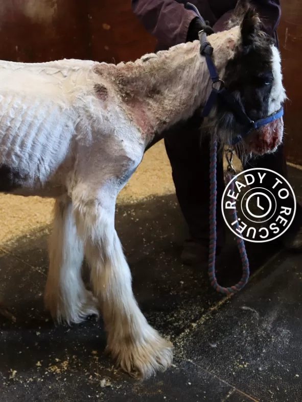 Photo of foal Billy emaciated upon arrival at Redwings
