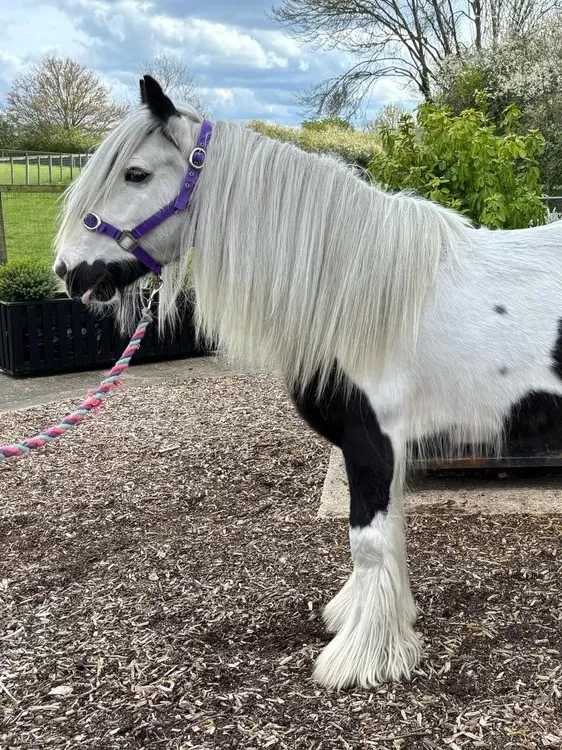 Piebald pony