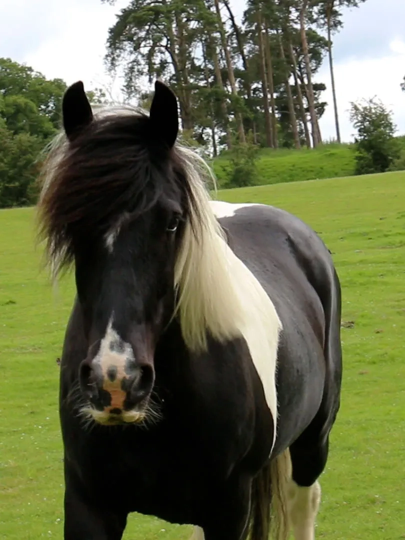 A photo of Leon, a cob stood in a grass field.