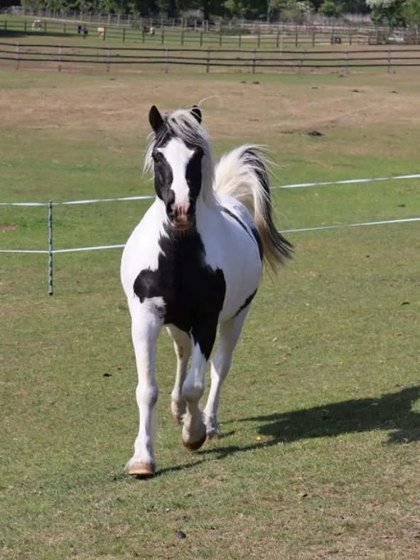 Tom the pony trotting towards the camera in his field, with one of his new horse friends in the background. 