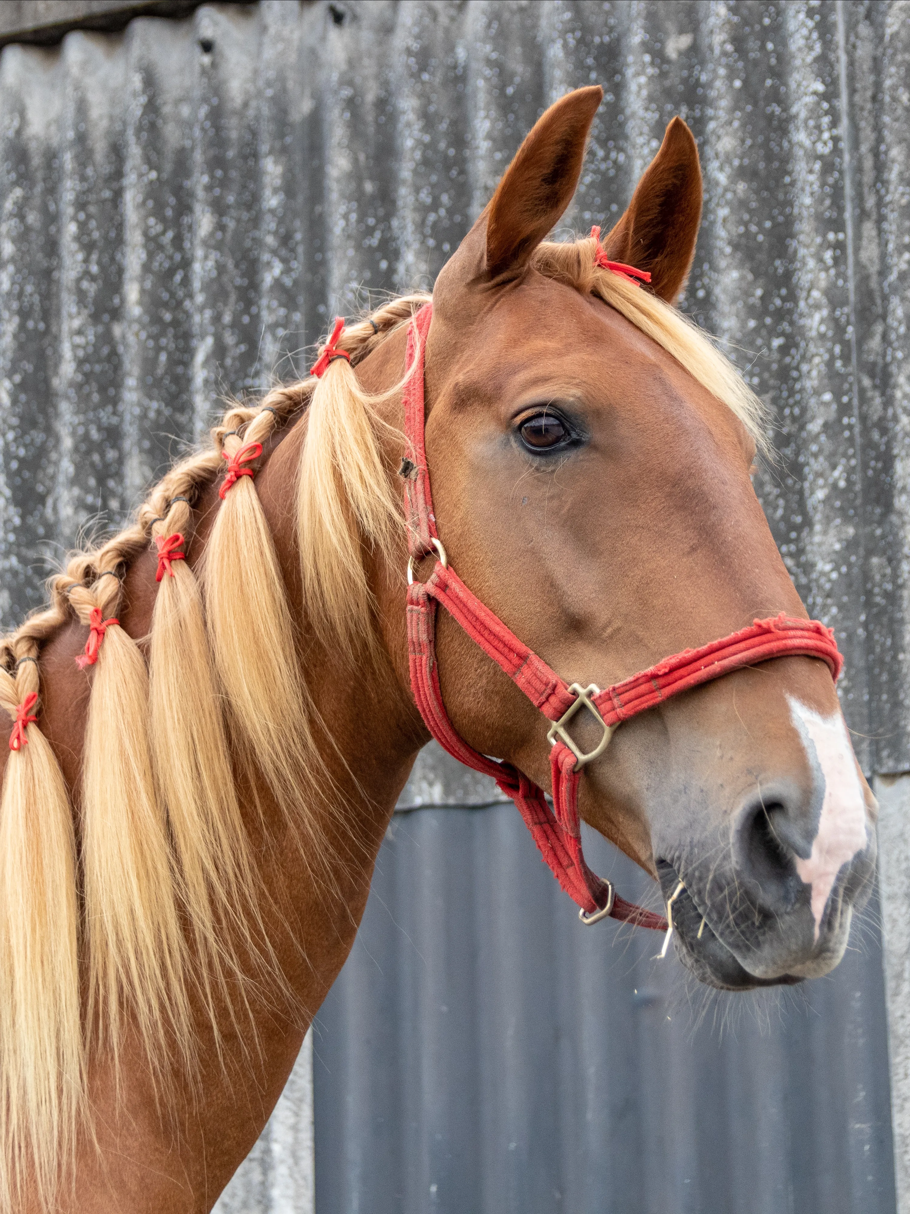 Photo of Zippy the horse's head, his mane has been decorated with ribbon. 