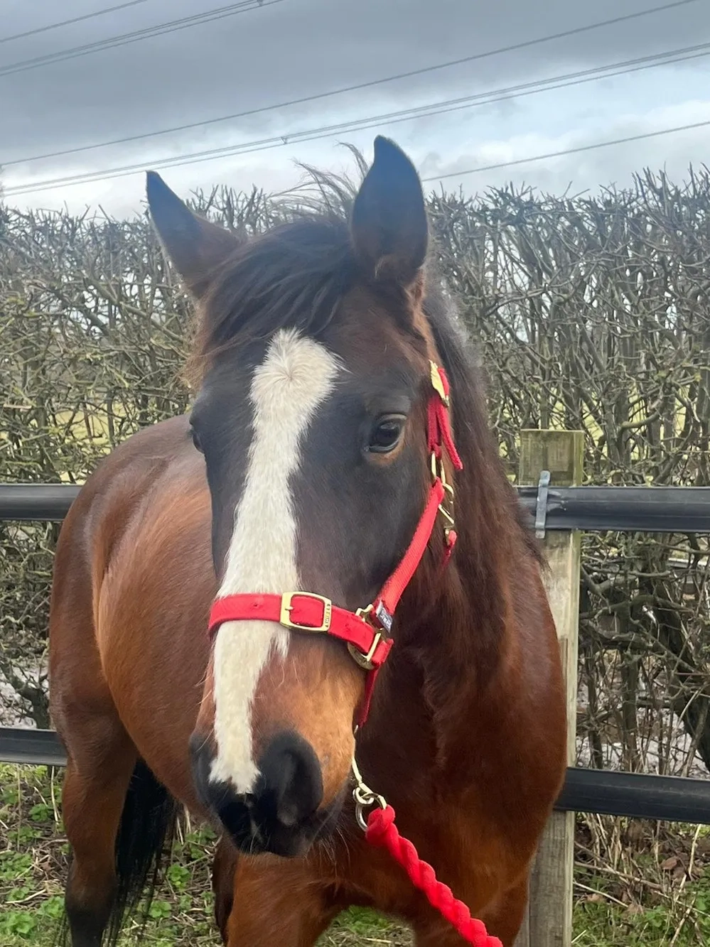 Bay Gelding White Blaze