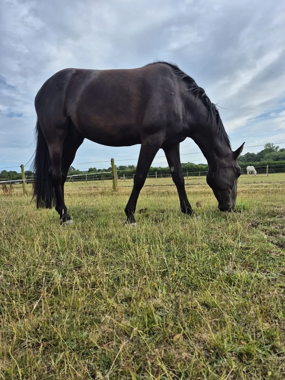 Black horse