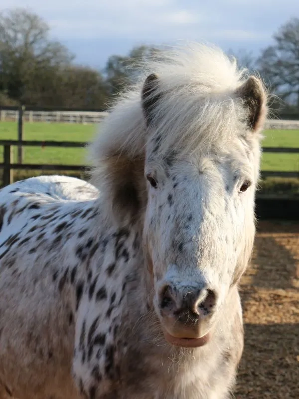 Gizmo a little spotted pony