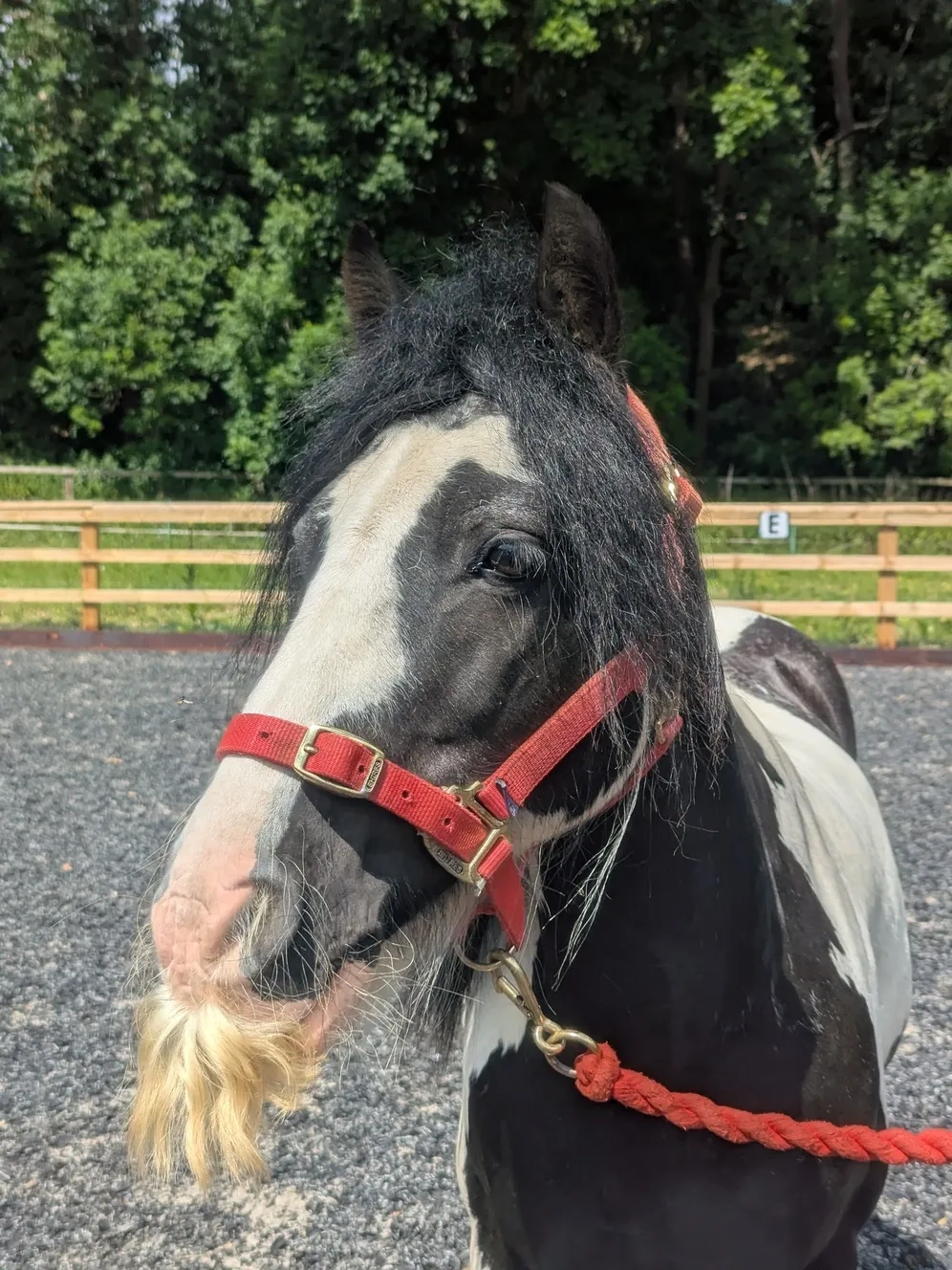 Coloured cob with a big moustache