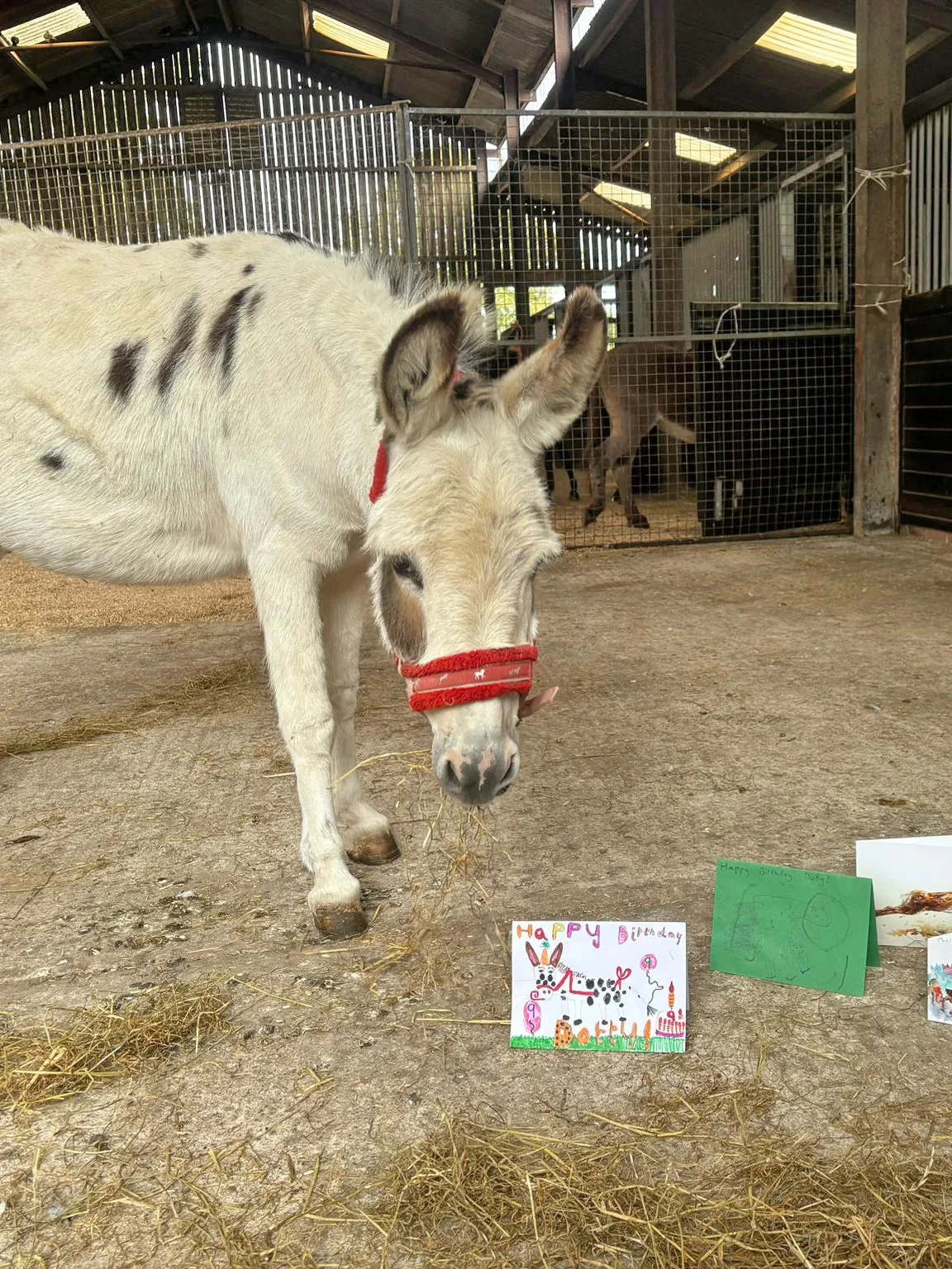 Dotty the donkey with birthday cards. 
