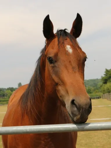Two photos of Glorious, the left is her at arrival at Redwings with extensive head injuries, the right is her now where she is healed with no visual marks on her face.