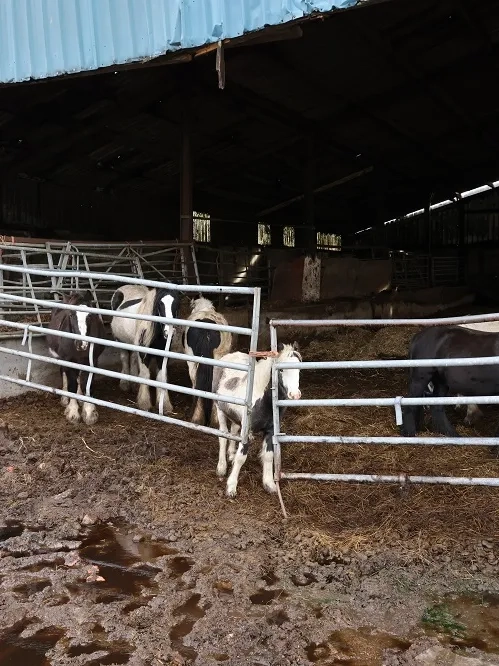 A photo of horses behind a gate, inside a barn, with rotting bedding beneath them.