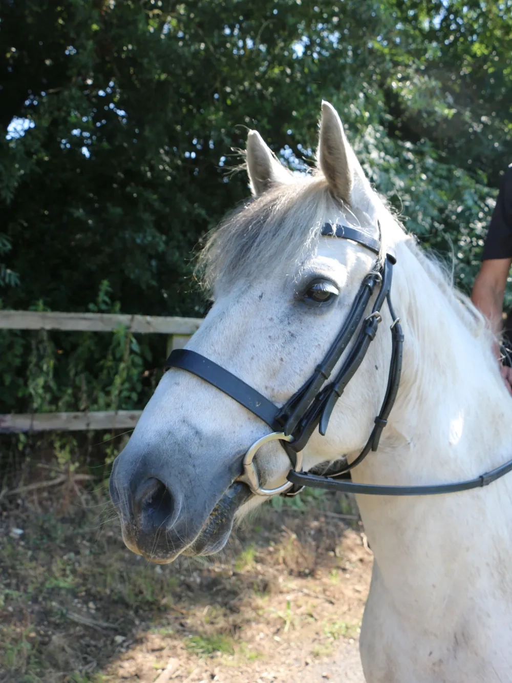 Grey pony head