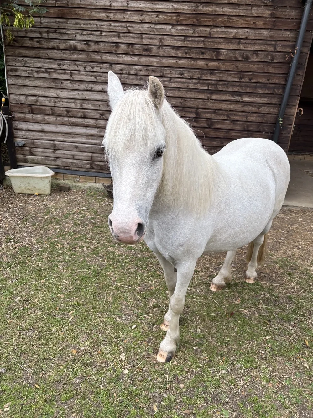 Grey pony