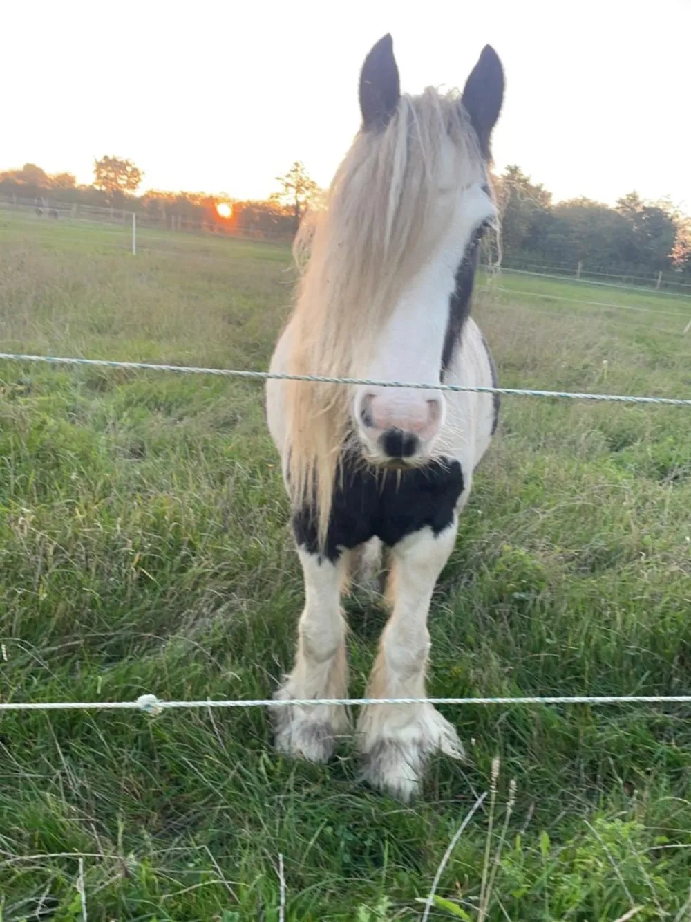 Cob pony