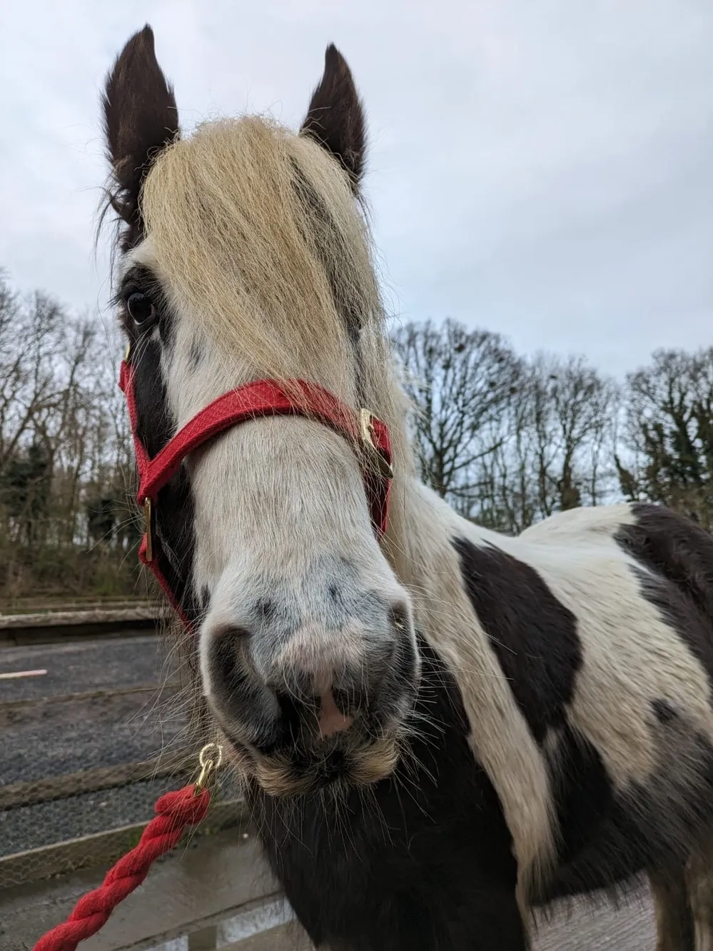 Cob pony face