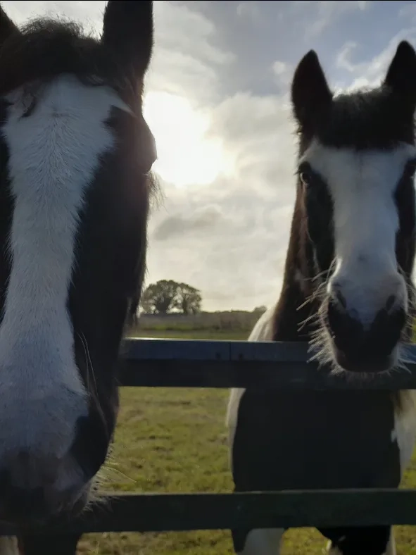 Photo of two ponies looking at the camera, Rupert (left) and Boris (right).