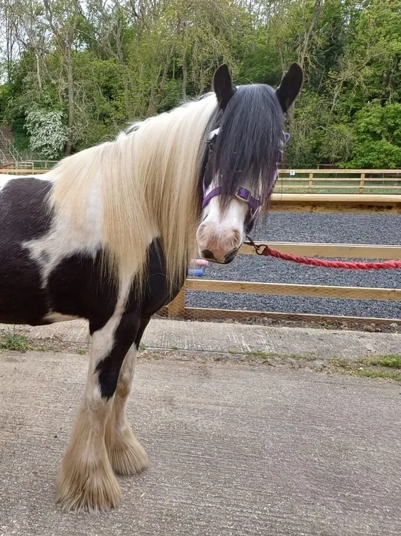 Piebald cob side view