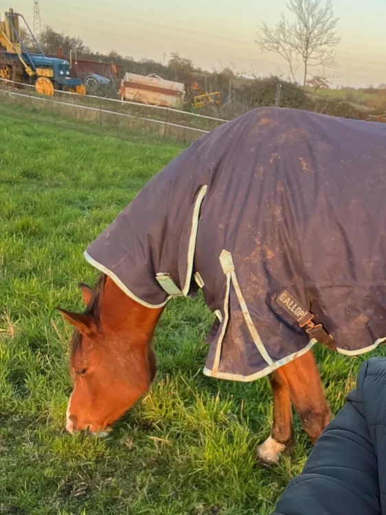 Photo of a horse wearing a rug out eating grass (Zuri, left) and their owner Amy (right).
