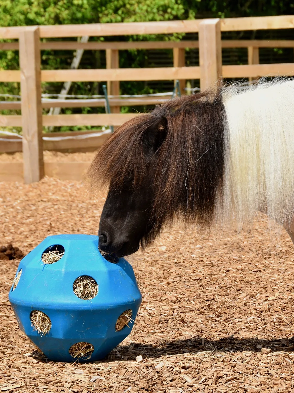 Photo of two Shetland ponies with a hay ball.