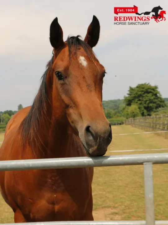 Two photos of Glorious the horse. On the left is a photo of her head with injuries, on the right is a photo of her head healed.