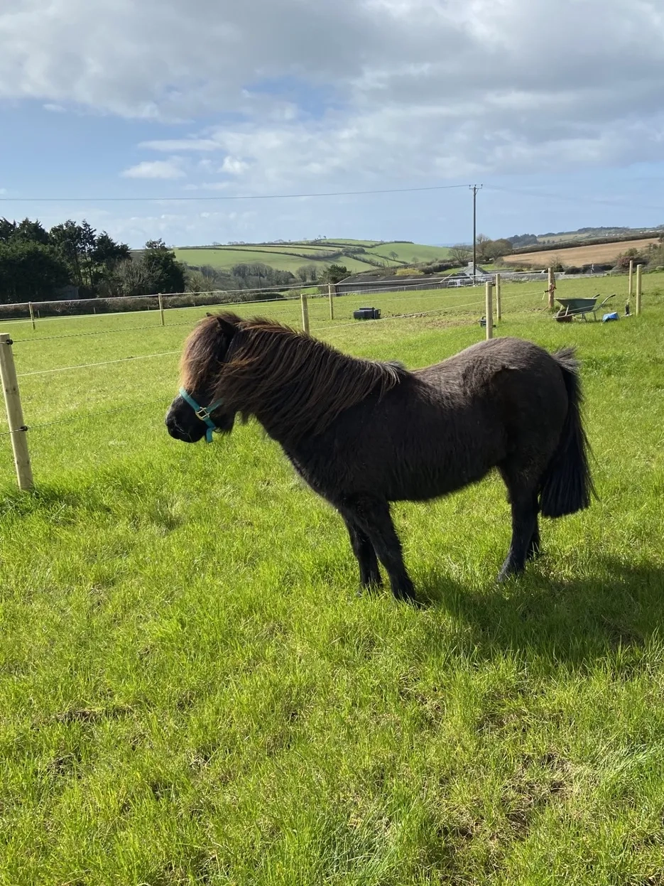 Black Shetland pony
