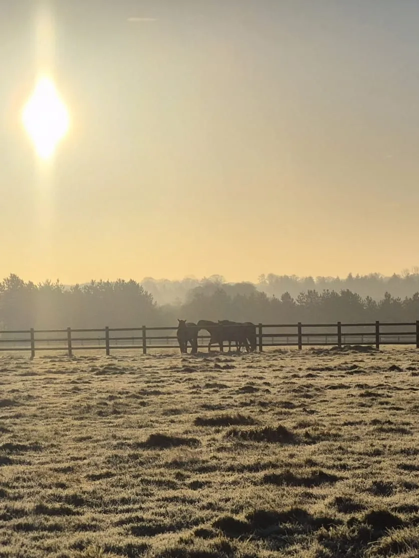 Wintery morning at Redwings Caldecott 