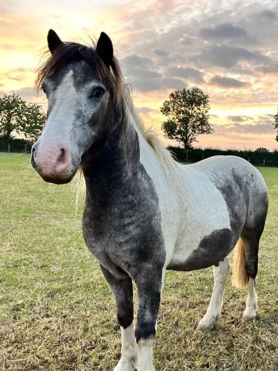 Two ponies standing together facing the camera