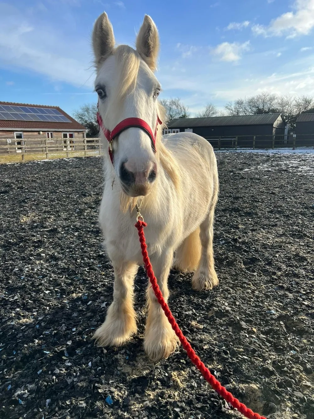 Fluffy grey mare, blue eyes