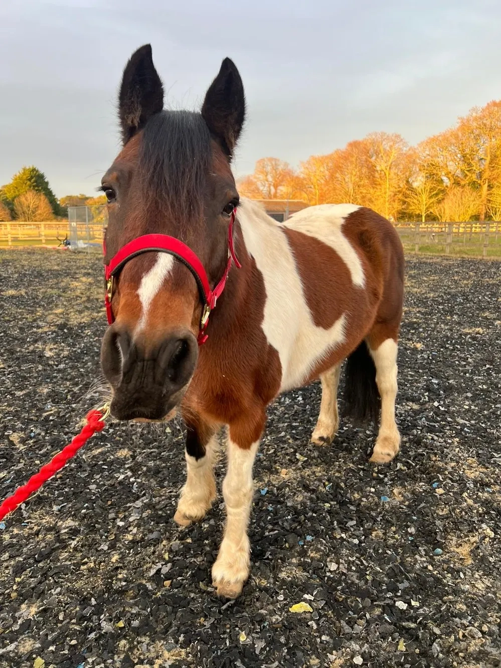 Coloured pony facing into camera
